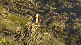 video screenshot of eagle